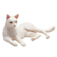 Mojo Witte kat liggend 387368