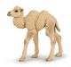 Papo Wild Life Kameel Kalf 50221