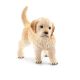 Schleich Farm World Hond Golden Retriever Puppy 16396 
