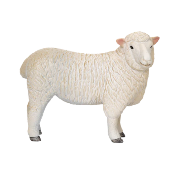 Mojo Farmland Romney Schaap Ooi 381064