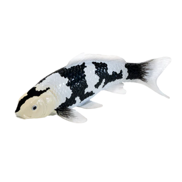 Mojo Farmland Koi Karper - Shiro Utsuri Koi (zwart wit) 381102