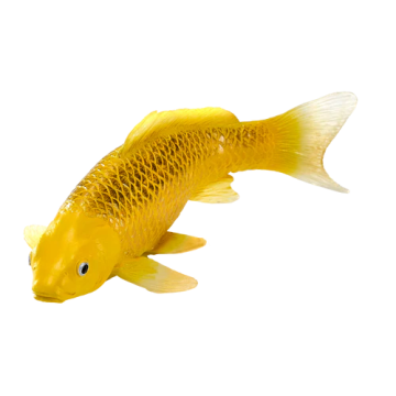 Mojo Farmland Koi Karper - Kin Matsuba Koi (Goudkleurig) 381105