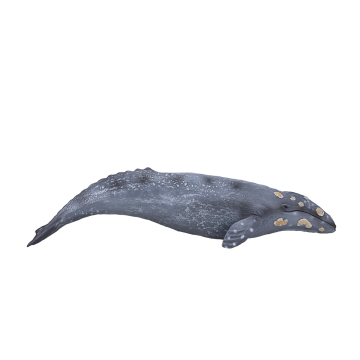 Mojo Sea Life Grijze Walvis 387280