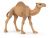 Papo Wild Life Dromedaris 50151