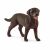 Schleich Farm World Labrador Hond Retriever Teef 13834 